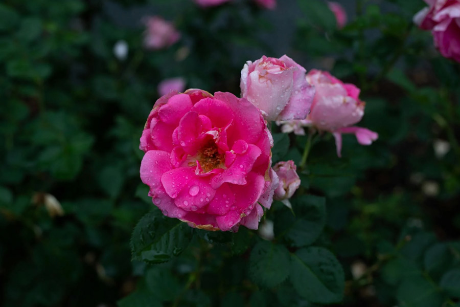 please show sunshine