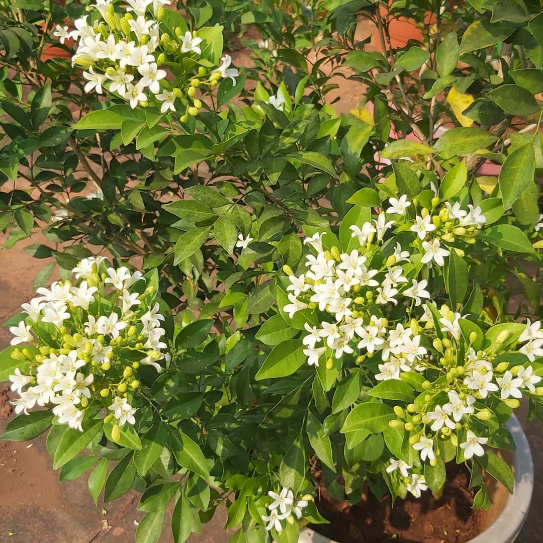 Grow Madhukamini plant