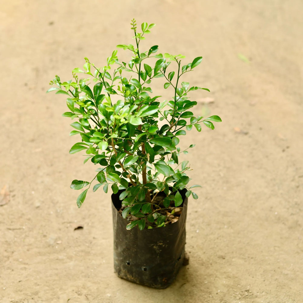 Madhukamini plant winter care