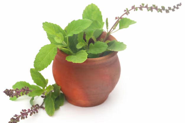 tulsi for concentration