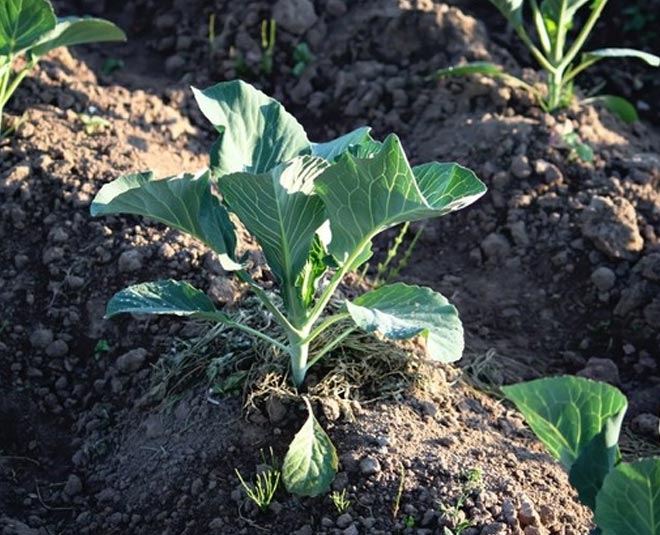 caulilflower homemade fertilizer