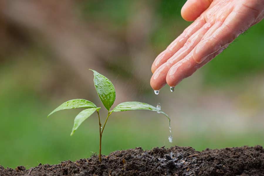 gardening tips in hindi