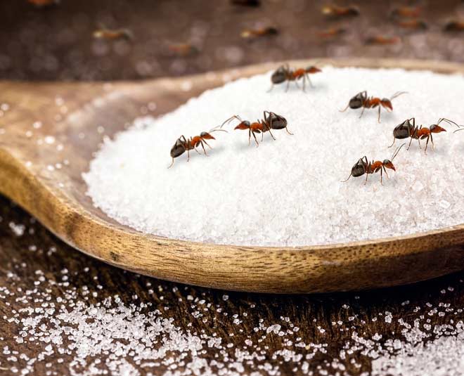 natural pest control for ants