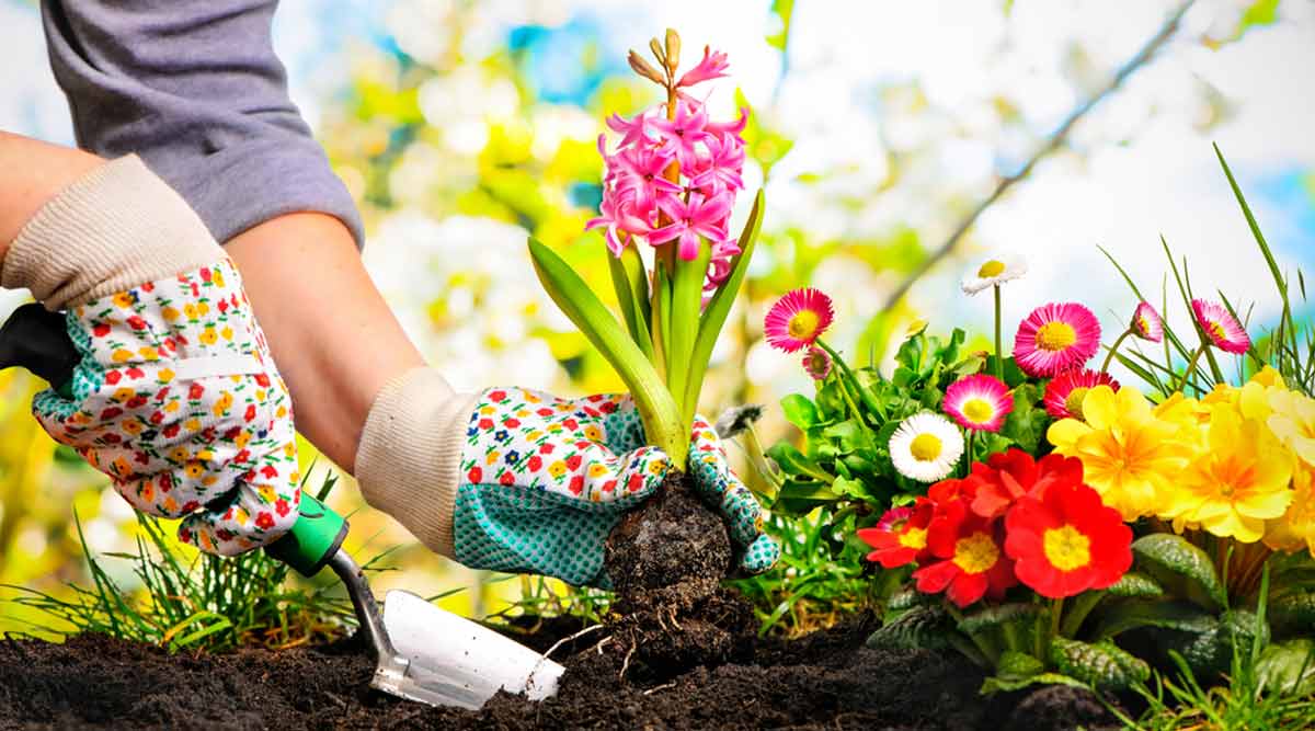 how to take care flower plants