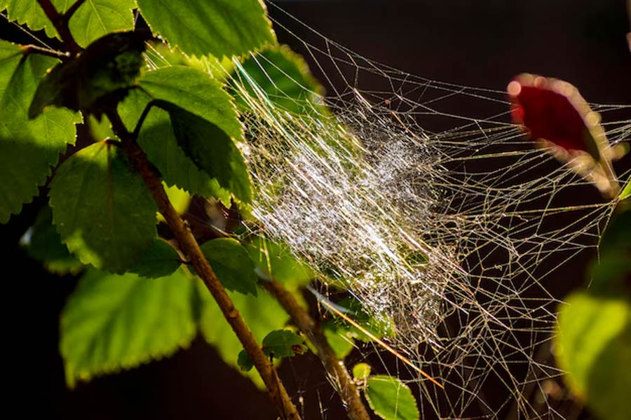 spider web on plants