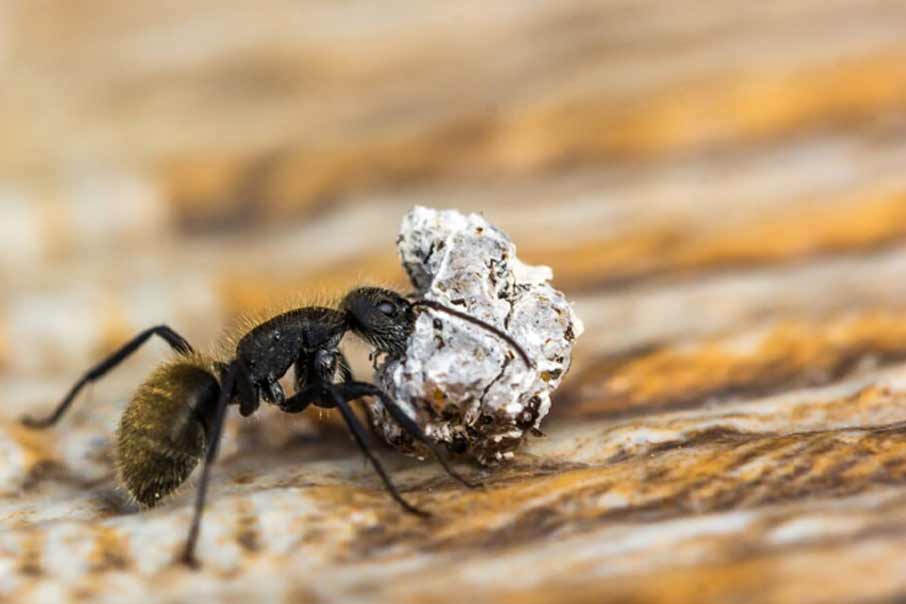 How do you get rid of ants with spices