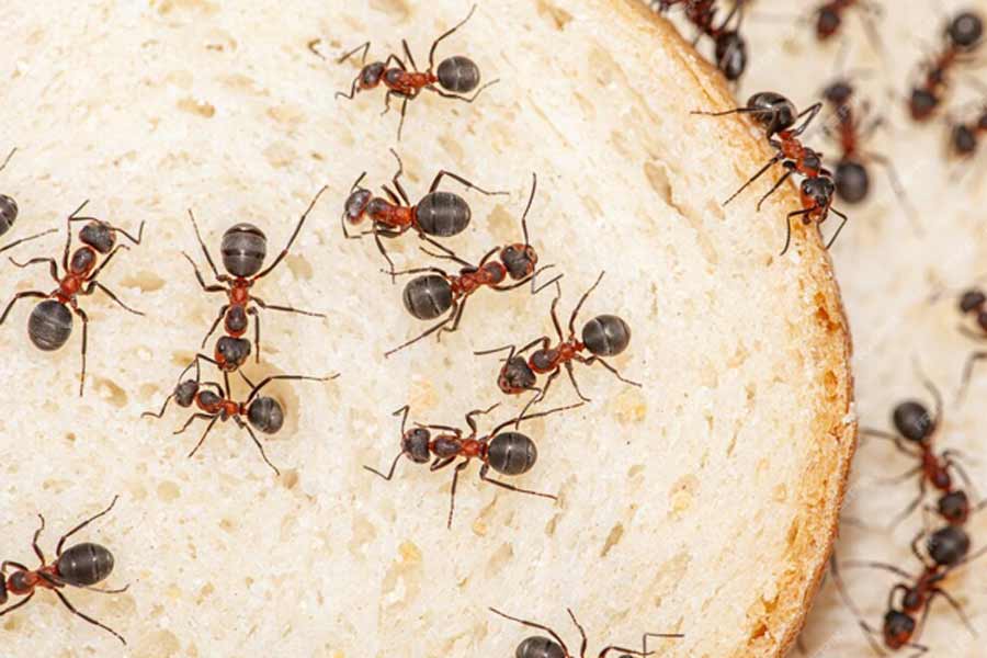 How to get rid of sand ants