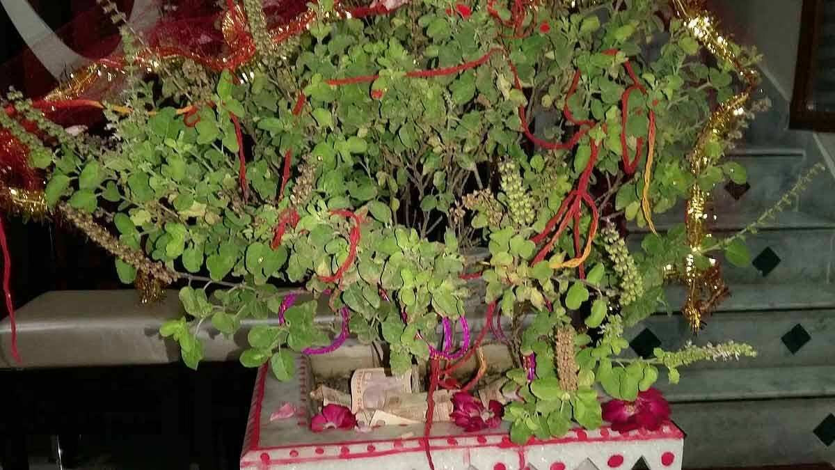 tying kalawa in tulsi
