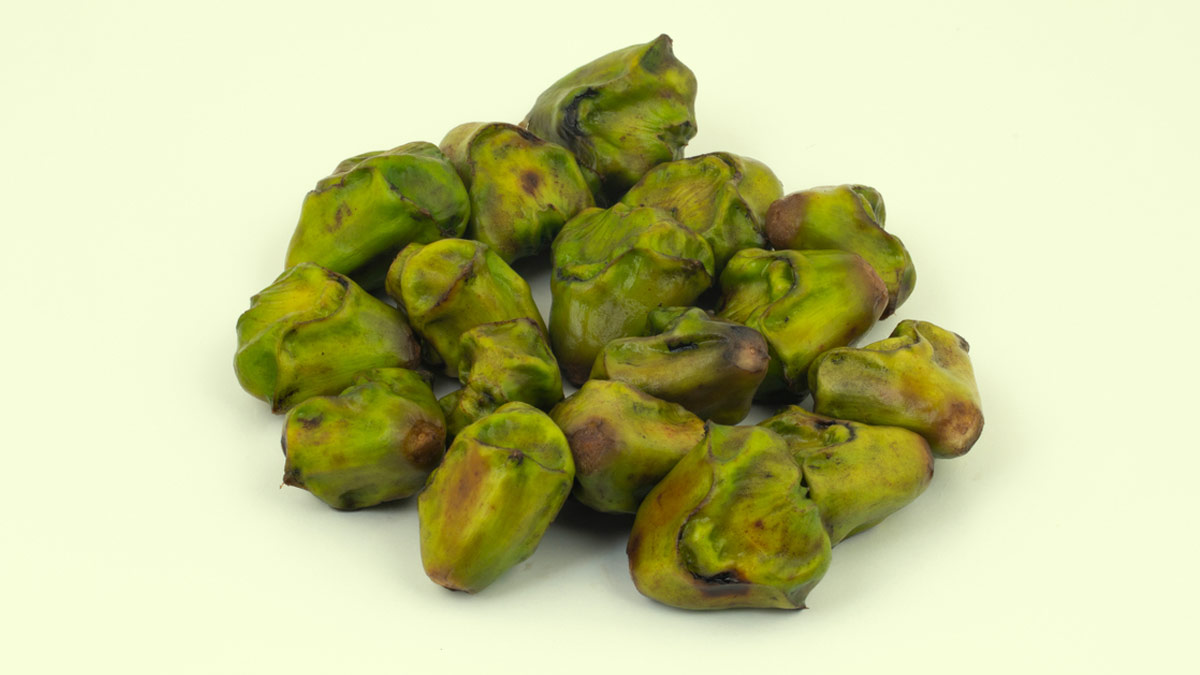 water chestnut in winter