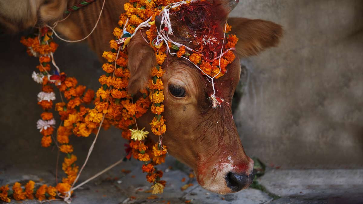 saphala ekadashi pr kare gaay ka daan