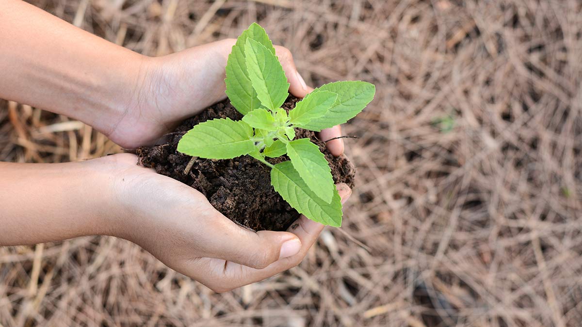 saphala ekadashi pr kare tulsi ka daan