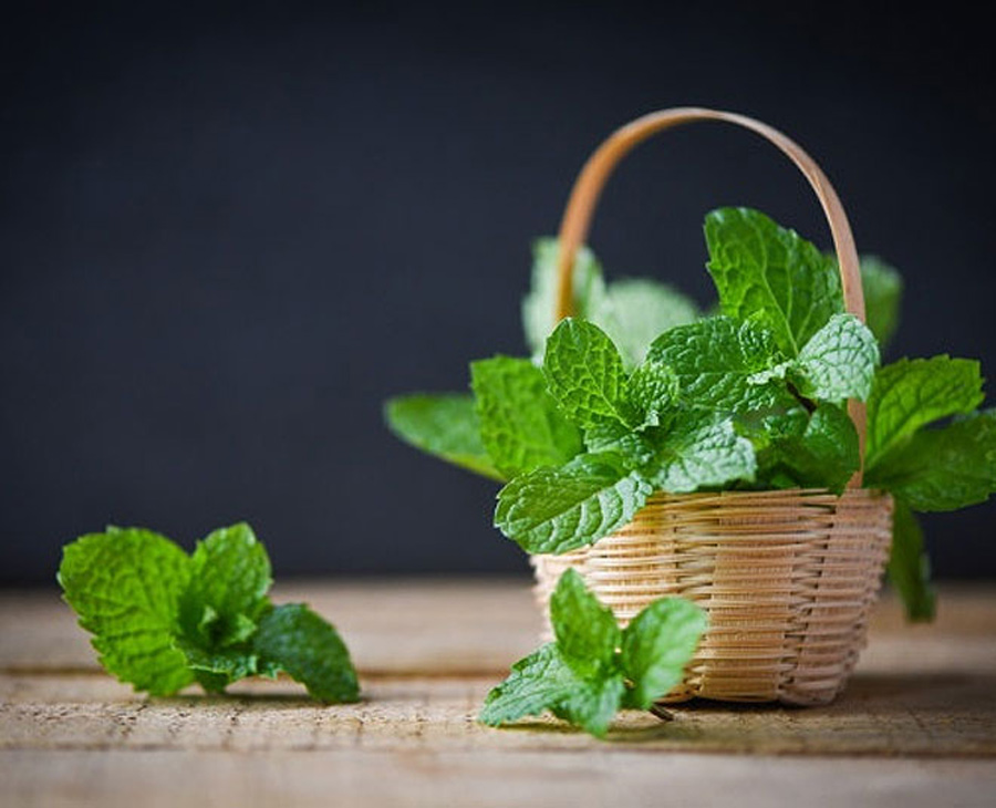 fresh coriander and mint
