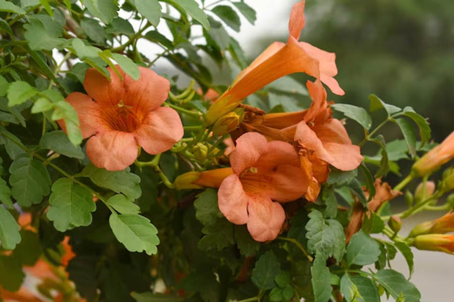 how to grow tecoma plant at home