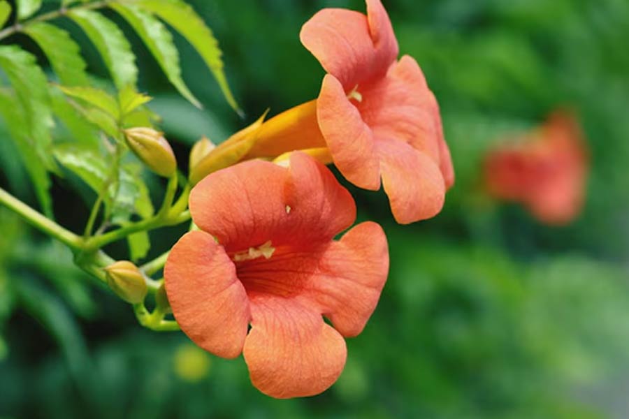 tecoma plant care tips