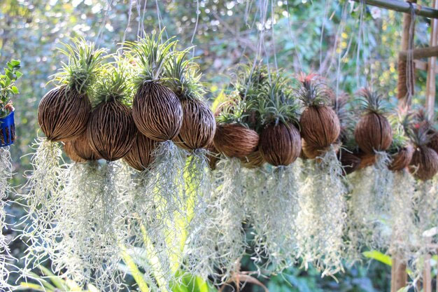 How to hang a plant in the air