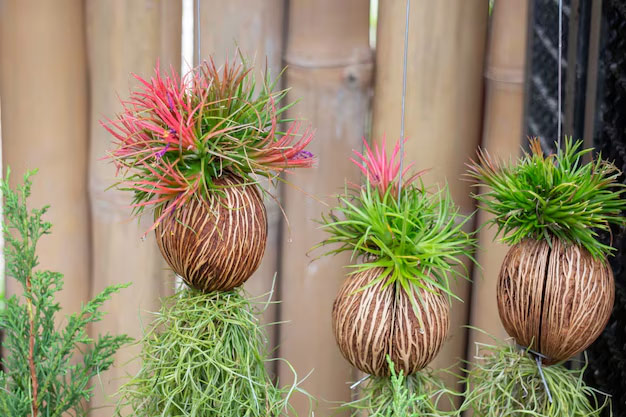 Plant plants in coconut shells