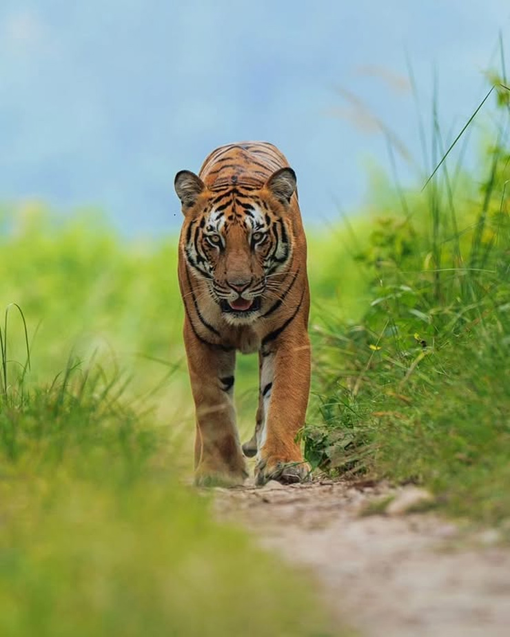 Jim Corbett National Park