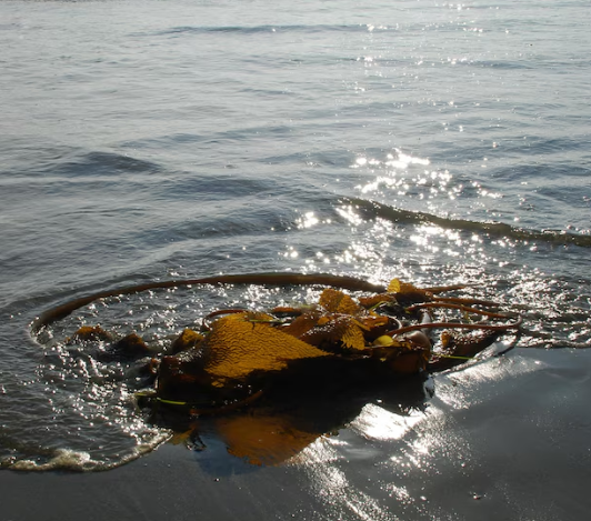 waste material in ocean