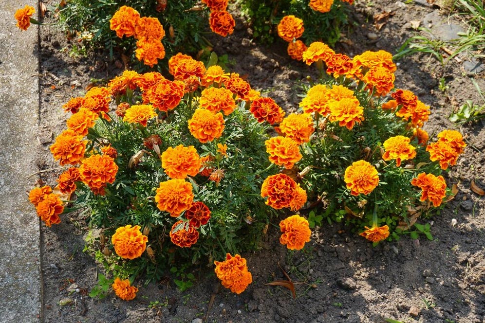 cut off flowers and buds