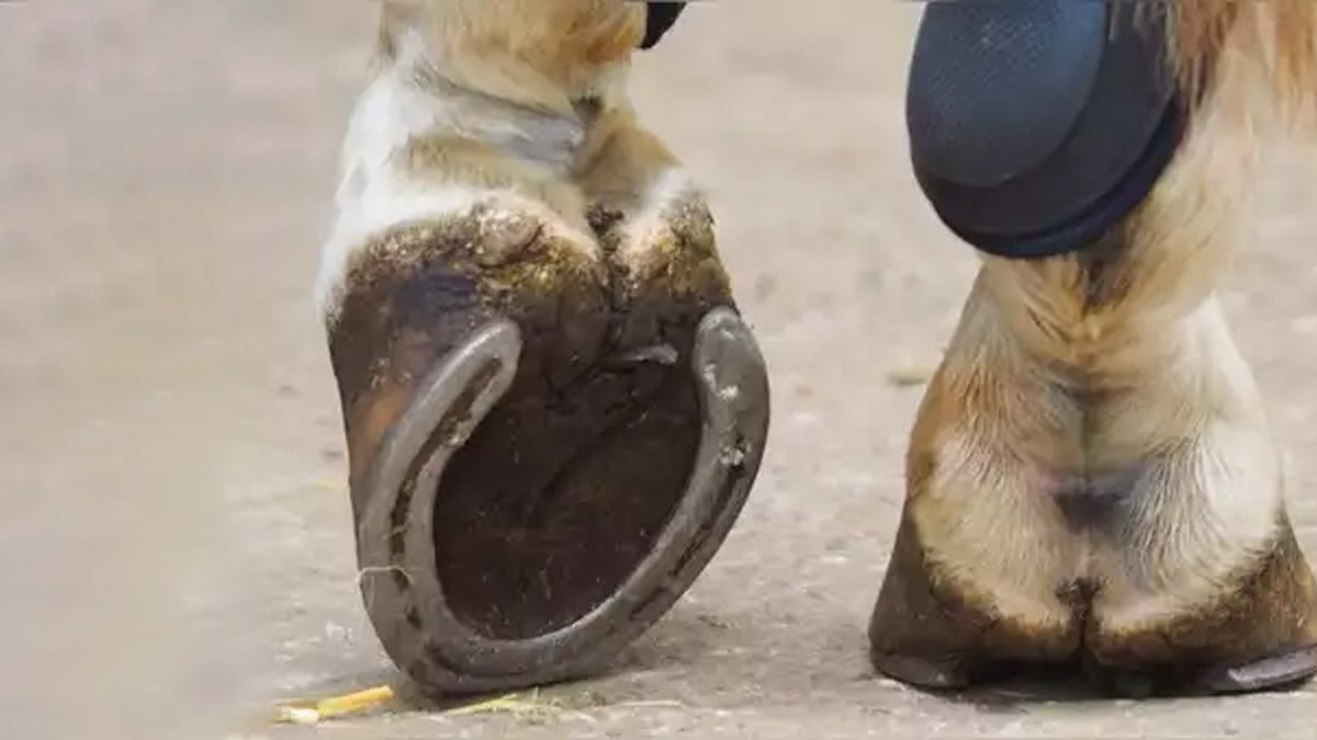 ghode-ki-naal-significance