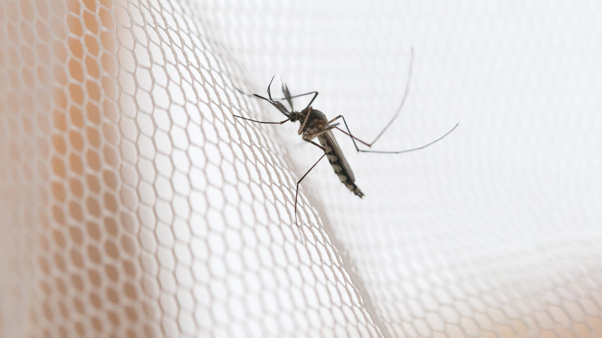 Drive mosquitoes away with these measures