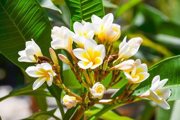 how to care of champa plant