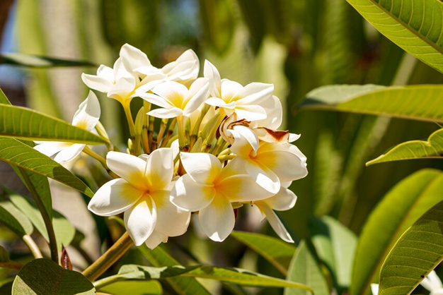 tricks to grow champa plant