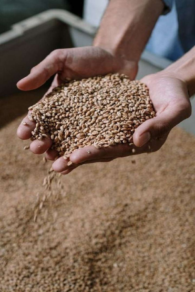 makar sankranti ke din mandir mein gehu rakhne se kya hota hai