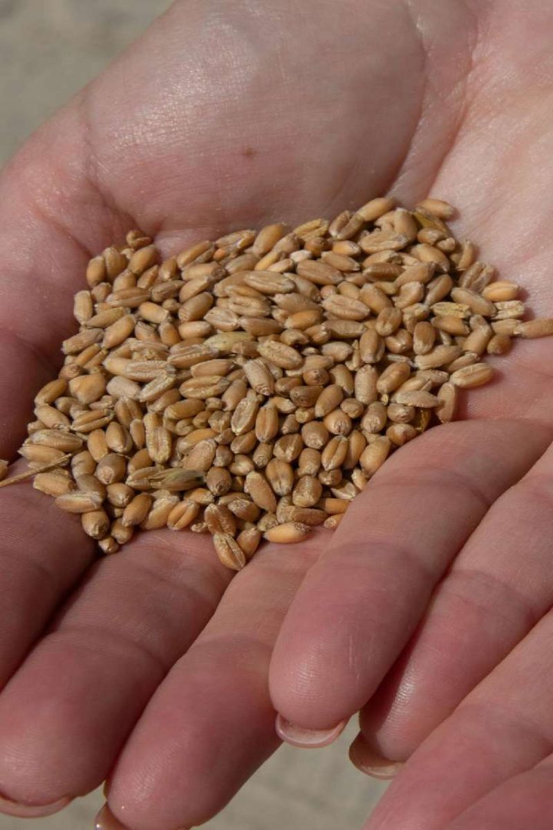 makar sankranti ke din mandir mein kyu rakha jata hai gehu