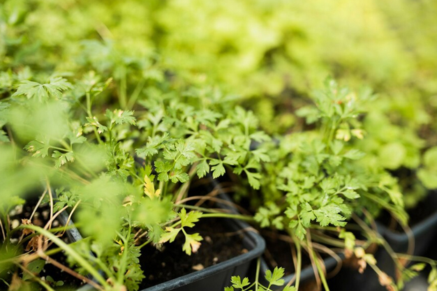needed to grow coriander