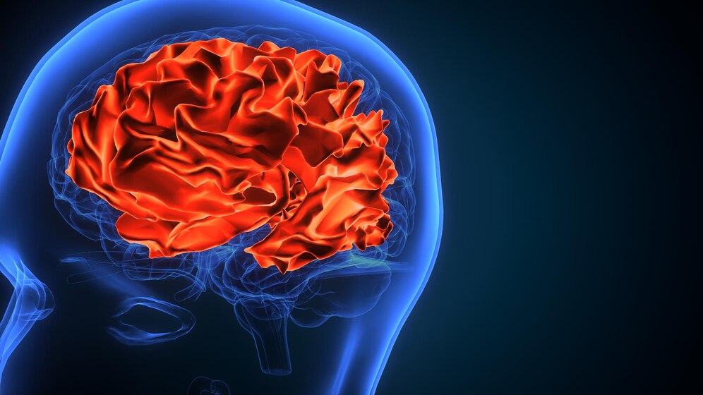 human-brain-nerves-anatomy-3d-illustration_130714-1476