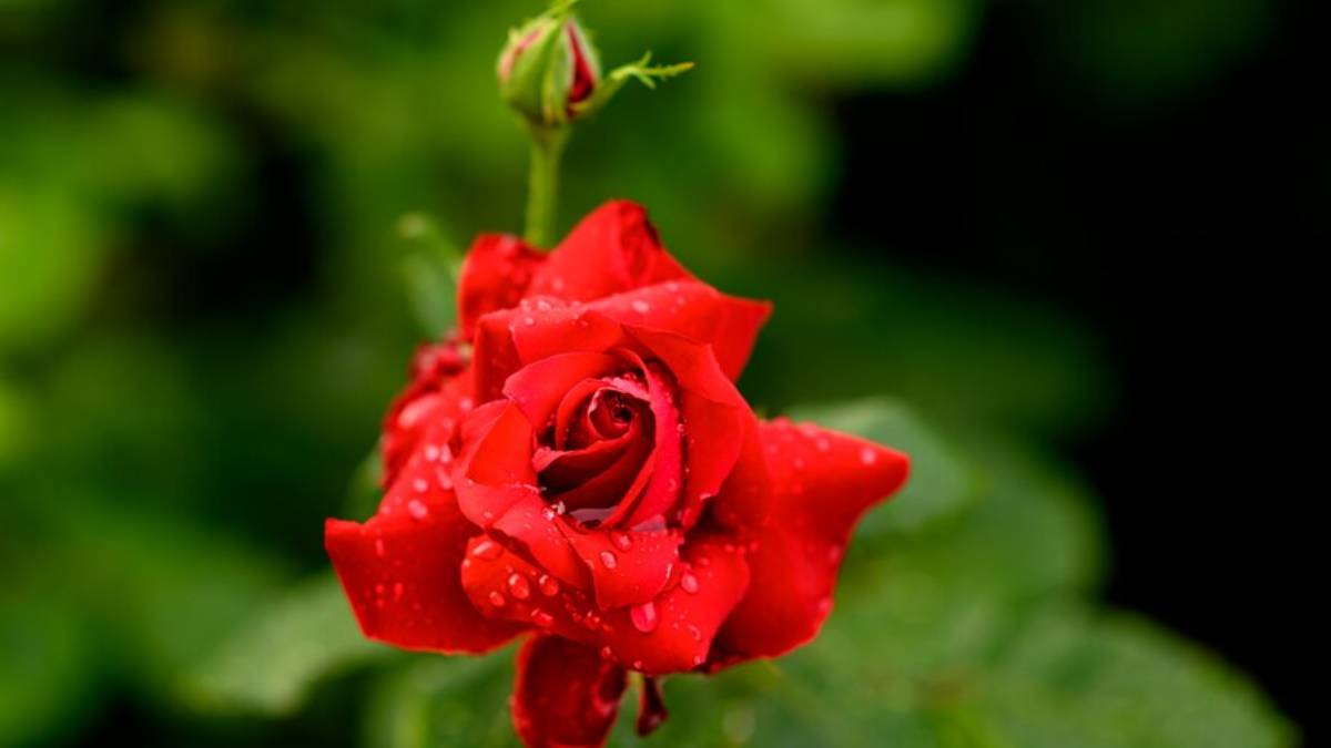 rose plant care tips (1)