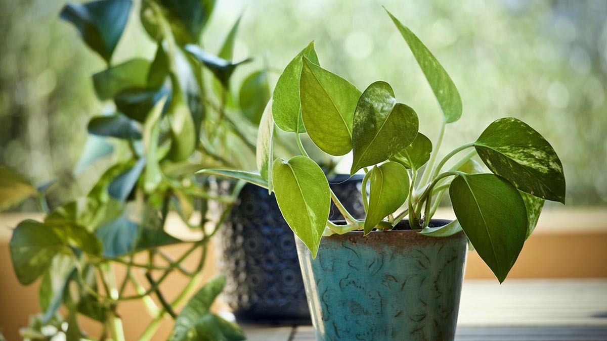 Can we keep money plant in north direction