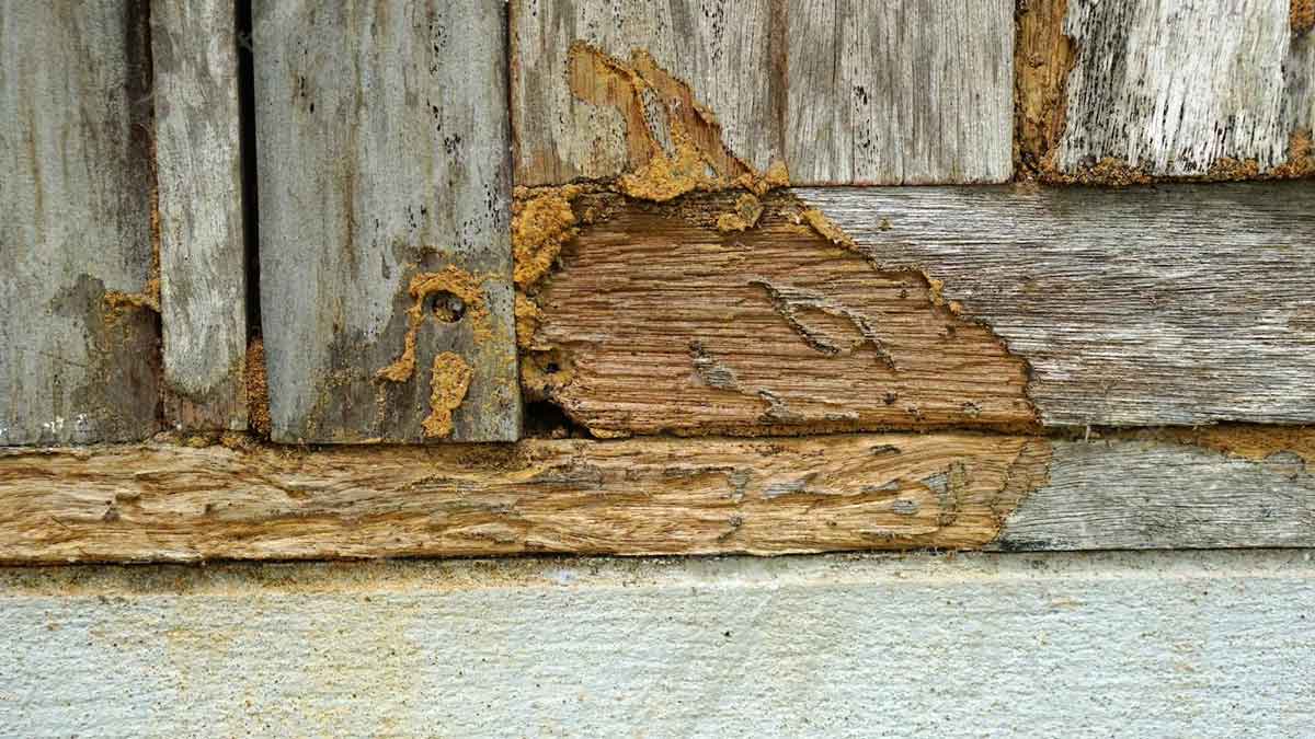 What is needed to get rid of termites