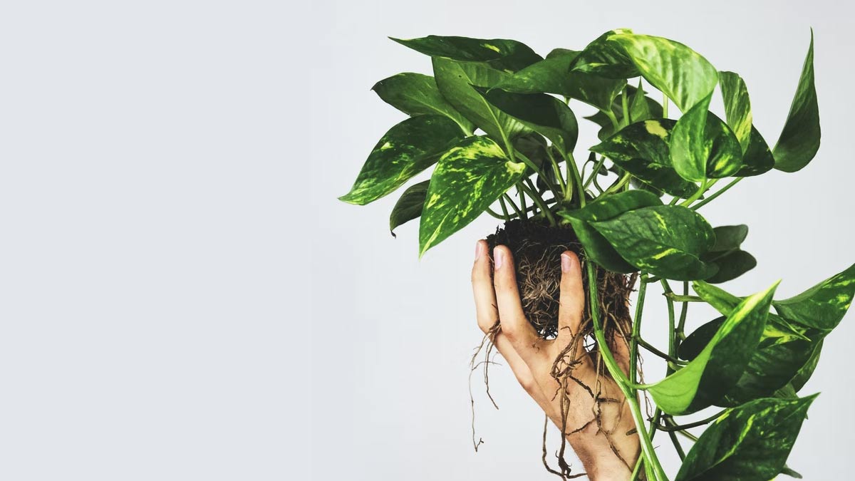 Which money plant is good for home