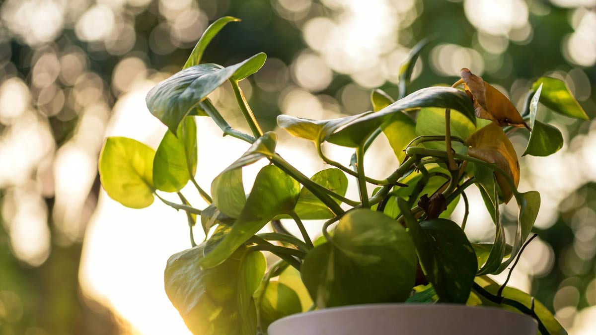 change plant location