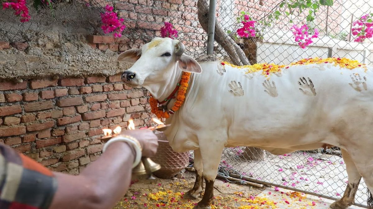 gaay ki aarti karne ka kya mahatva hai