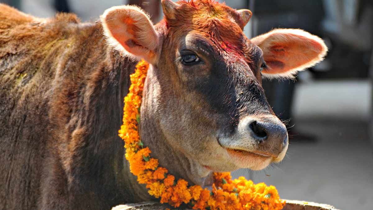 gaay ki aarti karne ke kya labh hain