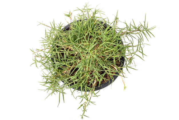 sakat chauth durva upay