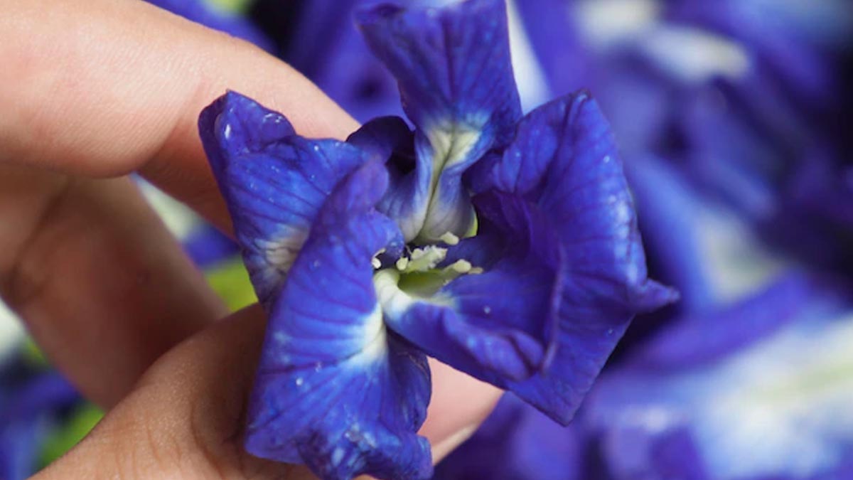 aparajita flower care tips