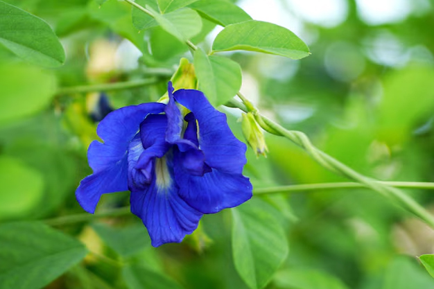 homemade fertilizer for aparajita