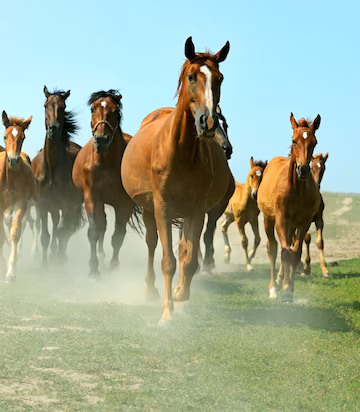 horses-farm-summer_344022-448
