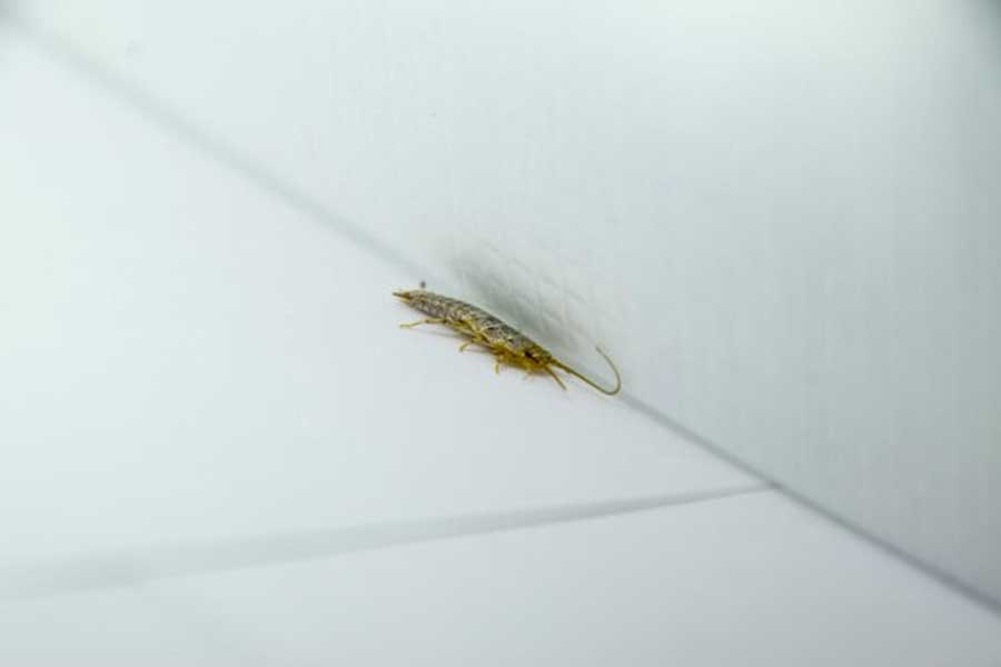 silverfish can remove cloves and dalchini
