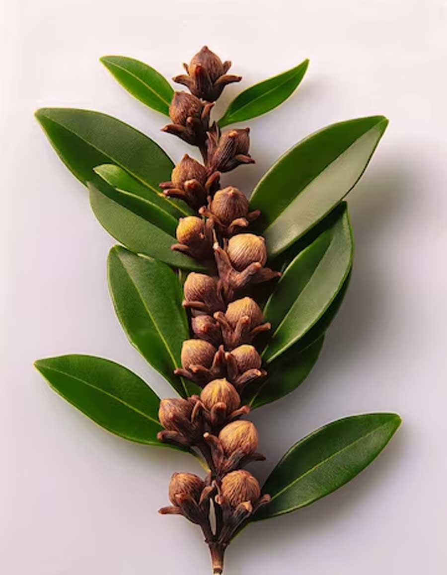 tricks to grow laung ka paudha