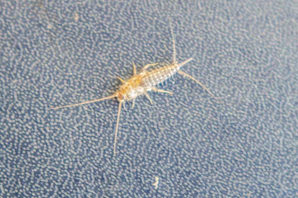 which spice can remove silver fish