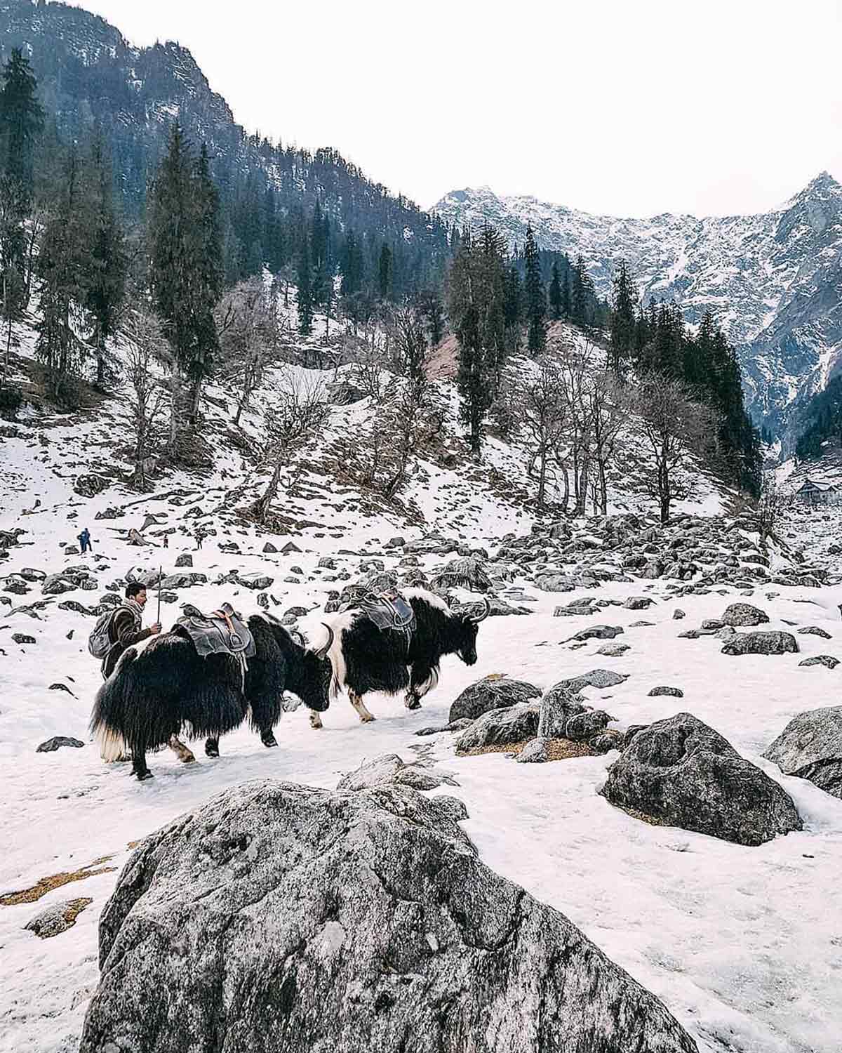 Solang Valley Near Atal Tunnel
