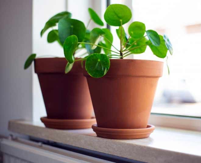 money plant care