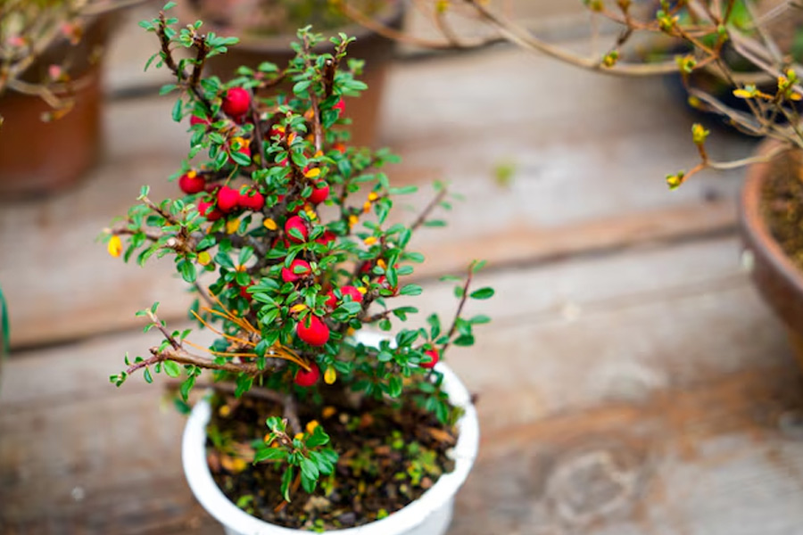 How to take care of plants in cold