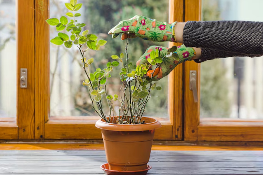 How to take care of rose plants in cold