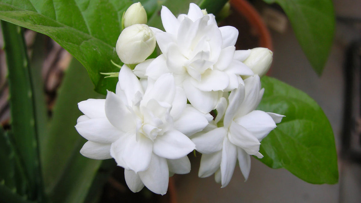 Natural plant fertilizer for jasmine